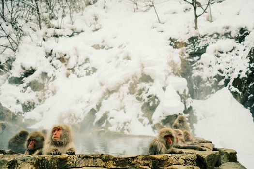 Jigokudani monkey hot springs — Sapporo