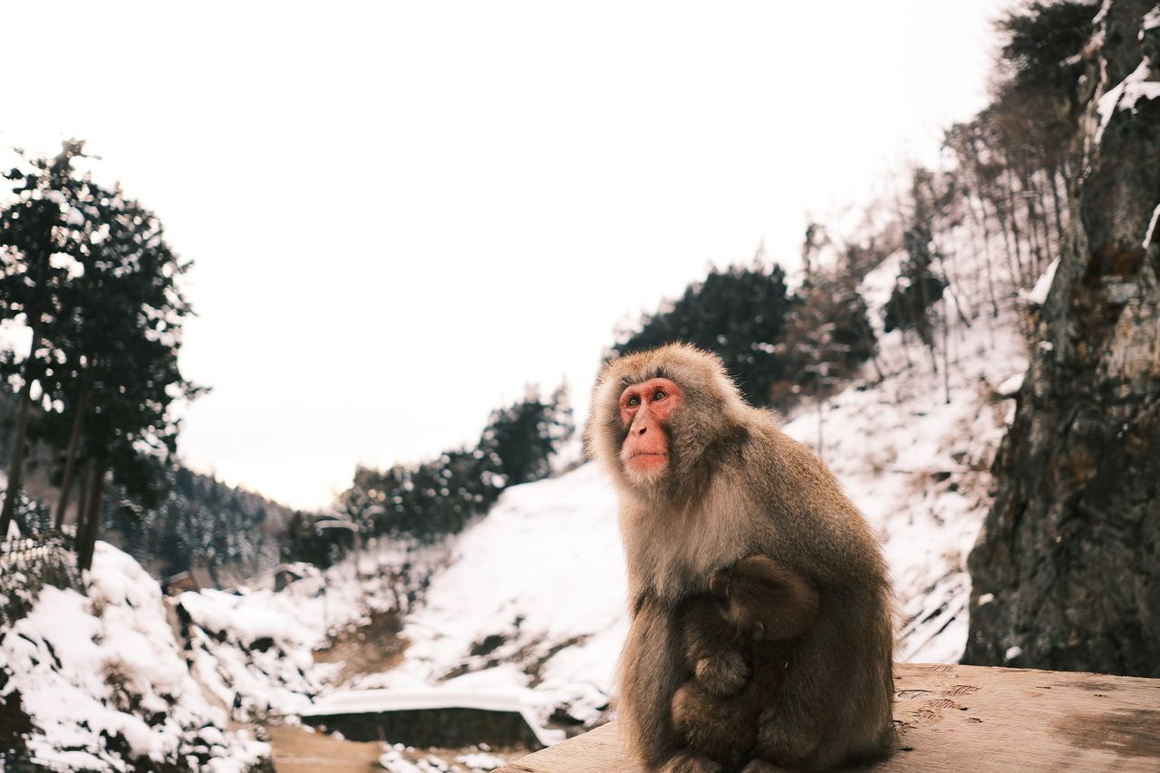 japanese macaque sitting in snowy terrain with winter foliage