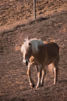 A majestic golden pony grazes peacefully on a warm, rustic hillside, embodying solitude and tranquility.
