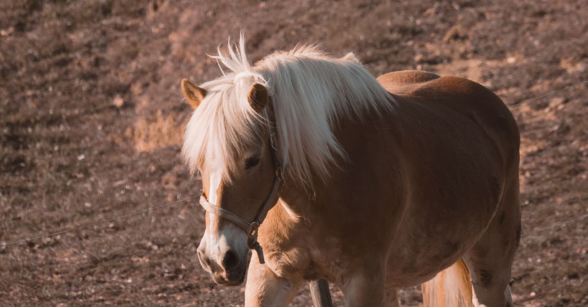 Rustic Pony Golden Pony Grazing on Rustic Hillside · Free Stock Photo