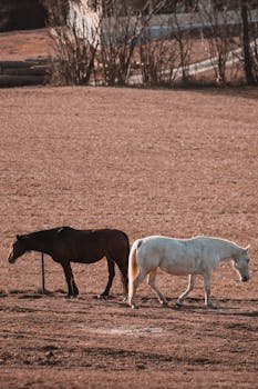 Two horses, black and white, graze peacefully on a tranquil rural pasture.