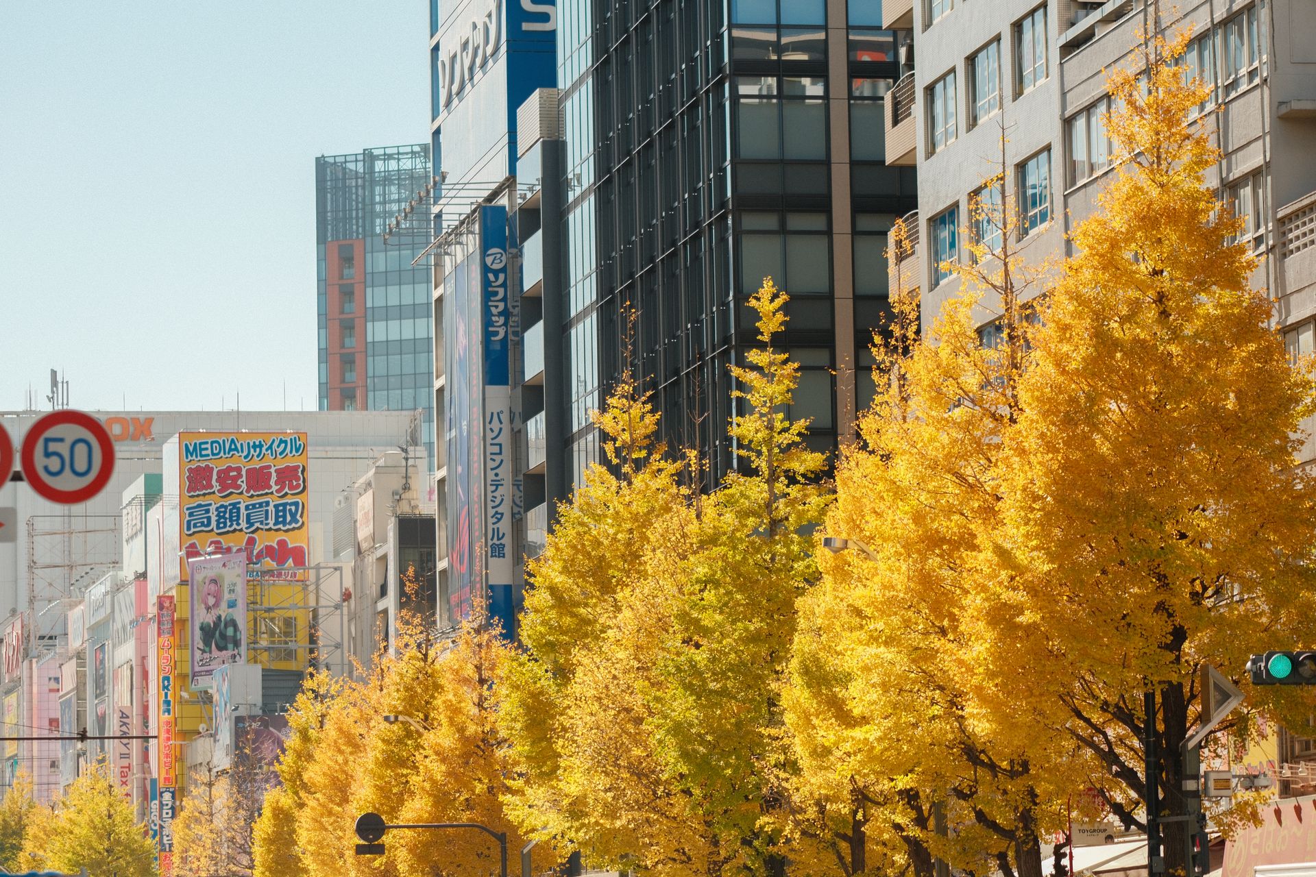 Vibrant autumn street in Japan lined with golden ginkgo trees.