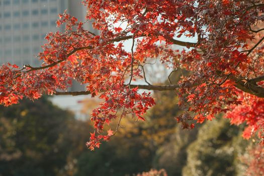 Red maple leaves in vibrant autumn colors against a city backdrop in Japan.
