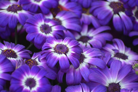 A stunning capture of vibrant purple and white flowers in full bloom in a New Delhi garden.