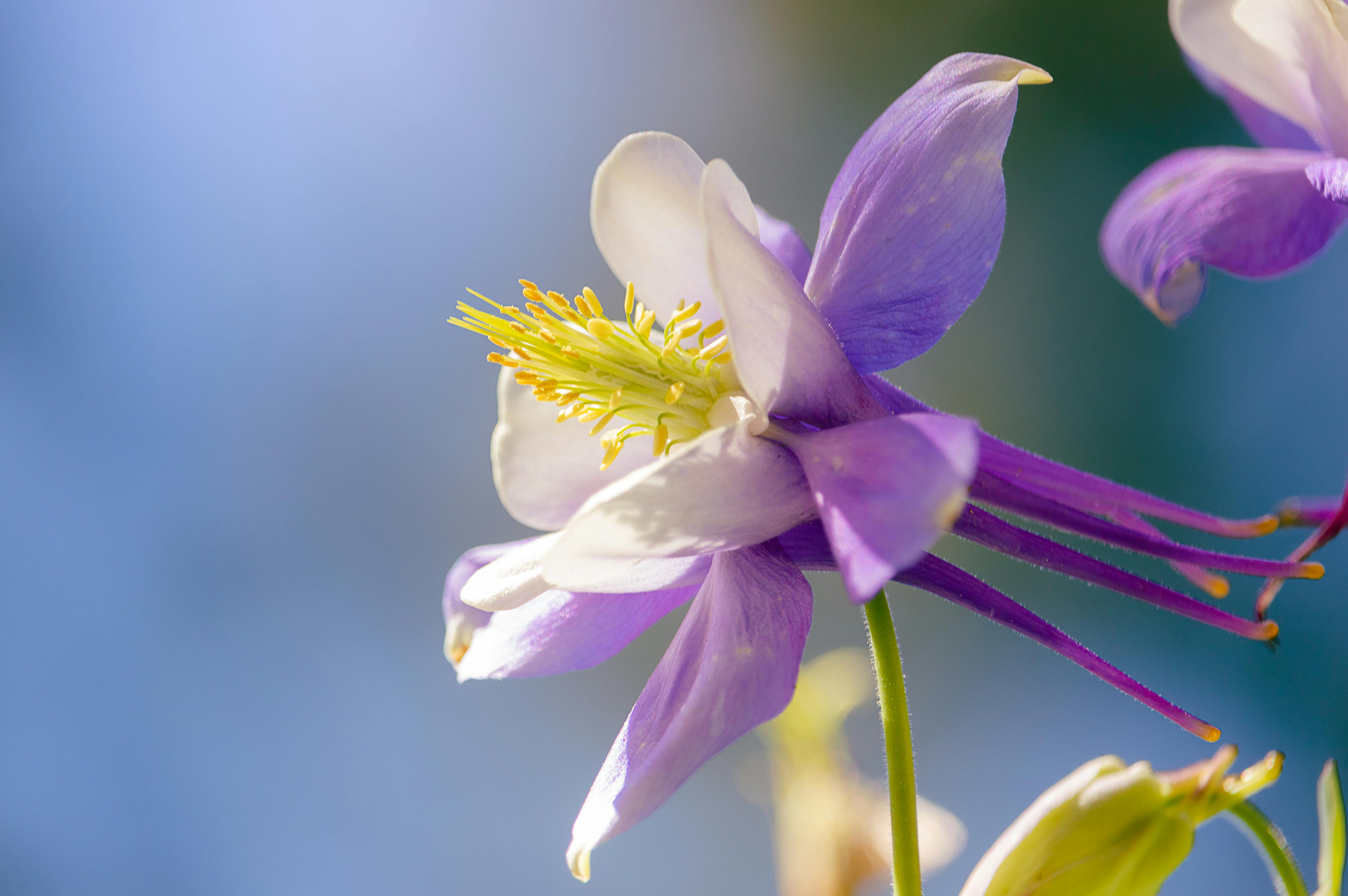 The Secret Reason Why Your Garden Feels 'Messy' (And How to Fix It)