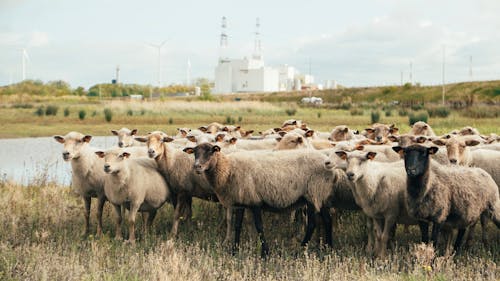 羊群在綠色草地上