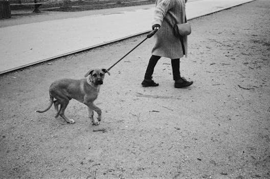 A person walking a dog on a leash in an urban park in France.