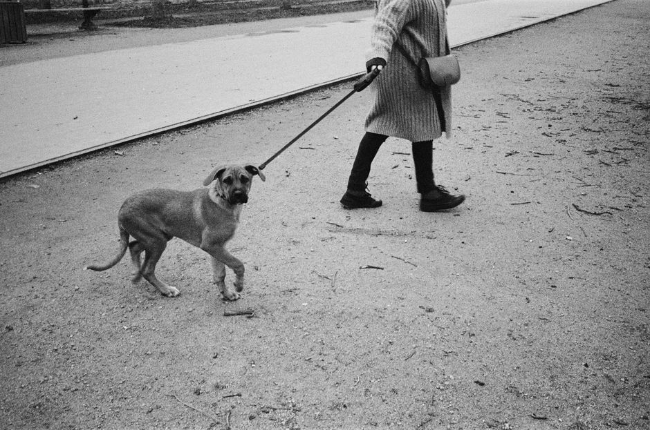 A person walking a dog on a leash in an urban park in France.