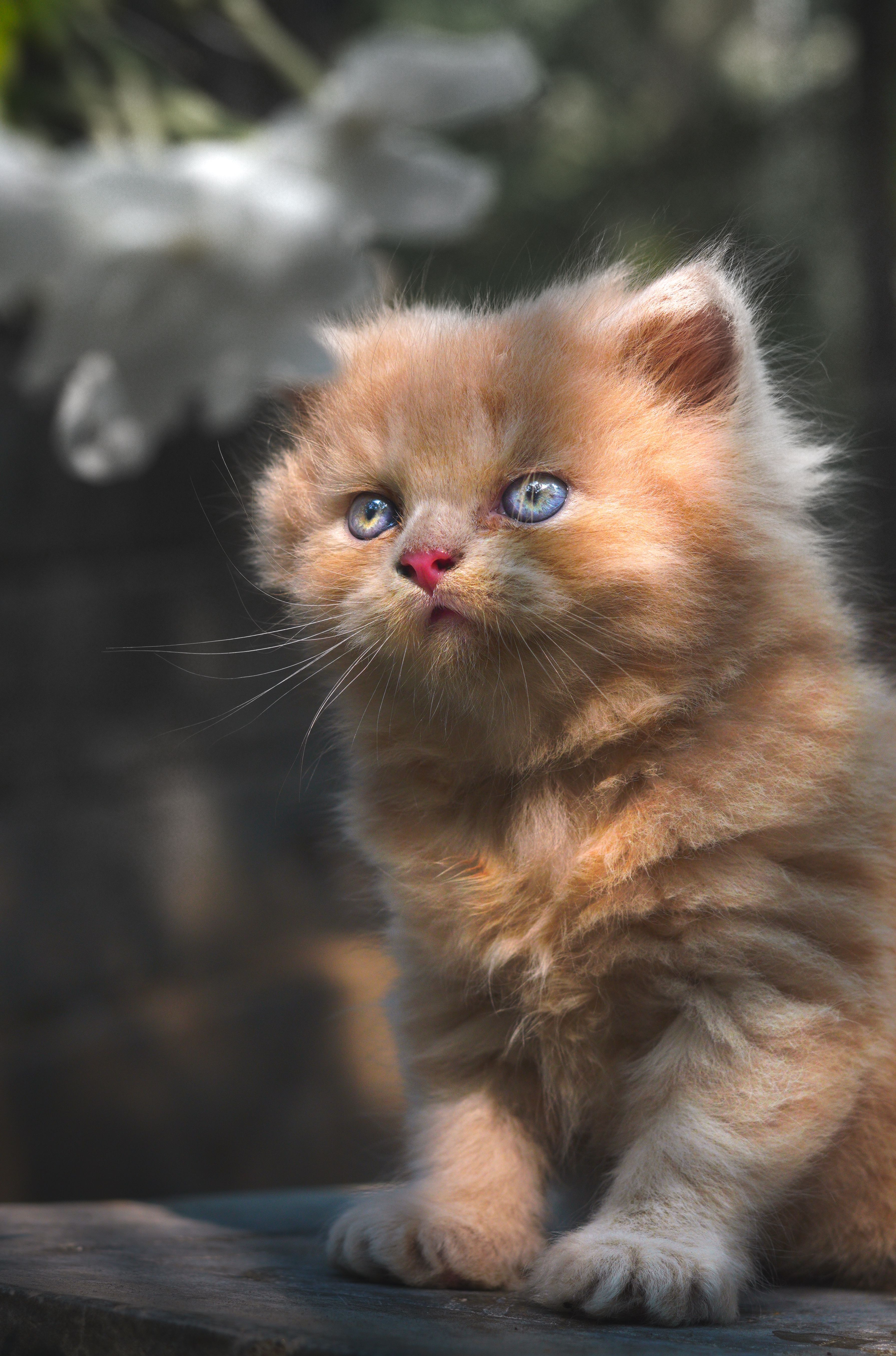 Adorable Fluffy Persian Kitten in Soft Daylight · Free Stock Photo