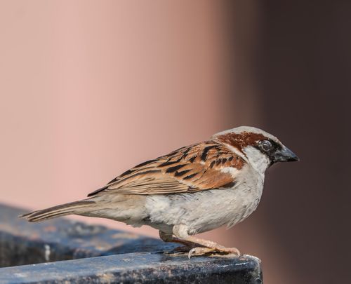 Free Detailed image of a house sparrow (Passer domesticus) perched on a metal railing. Stock Photo