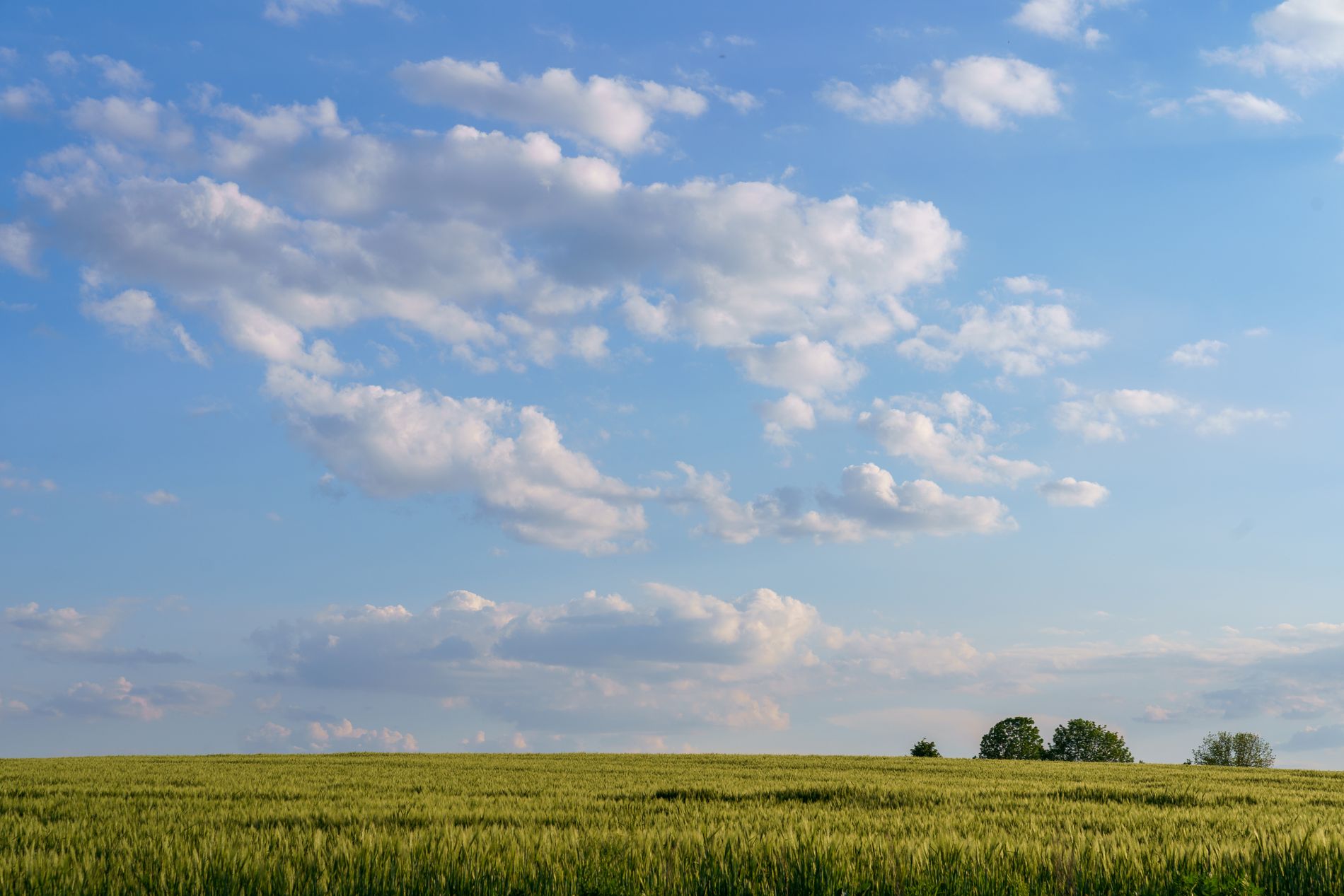 Open green country under a bright blue sky