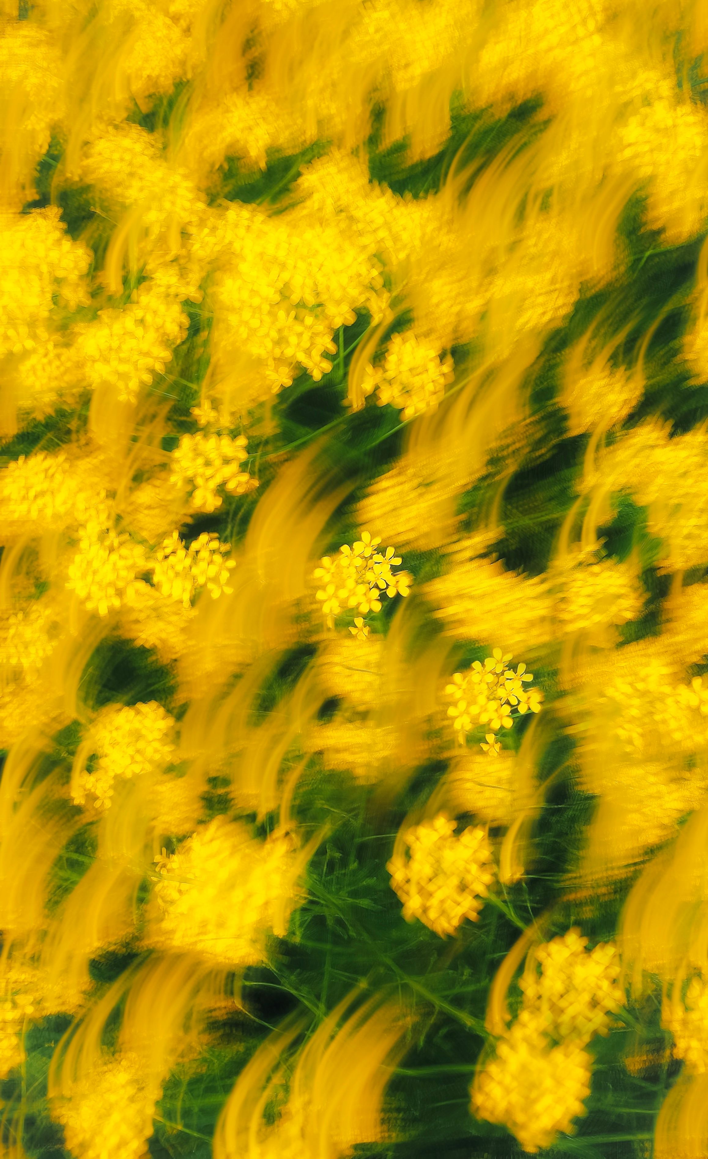 Abstract portrayal of yellow flowers in motion creating a dreamy atmosphere.