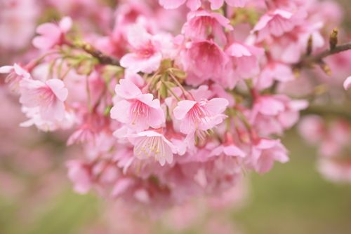 Free Delicate pink cherry blossoms in full bloom during springtime. Stock Photo