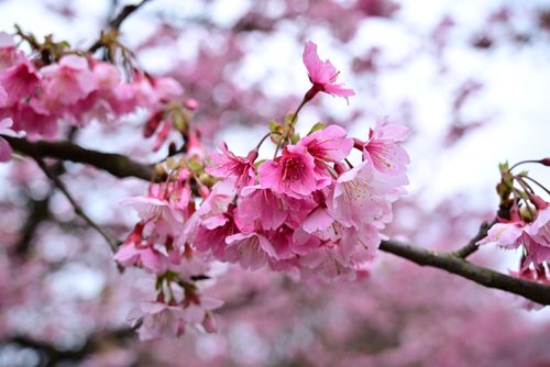 Free Beautiful pink cherry blossoms in full bloom during springtime. Stock Photo