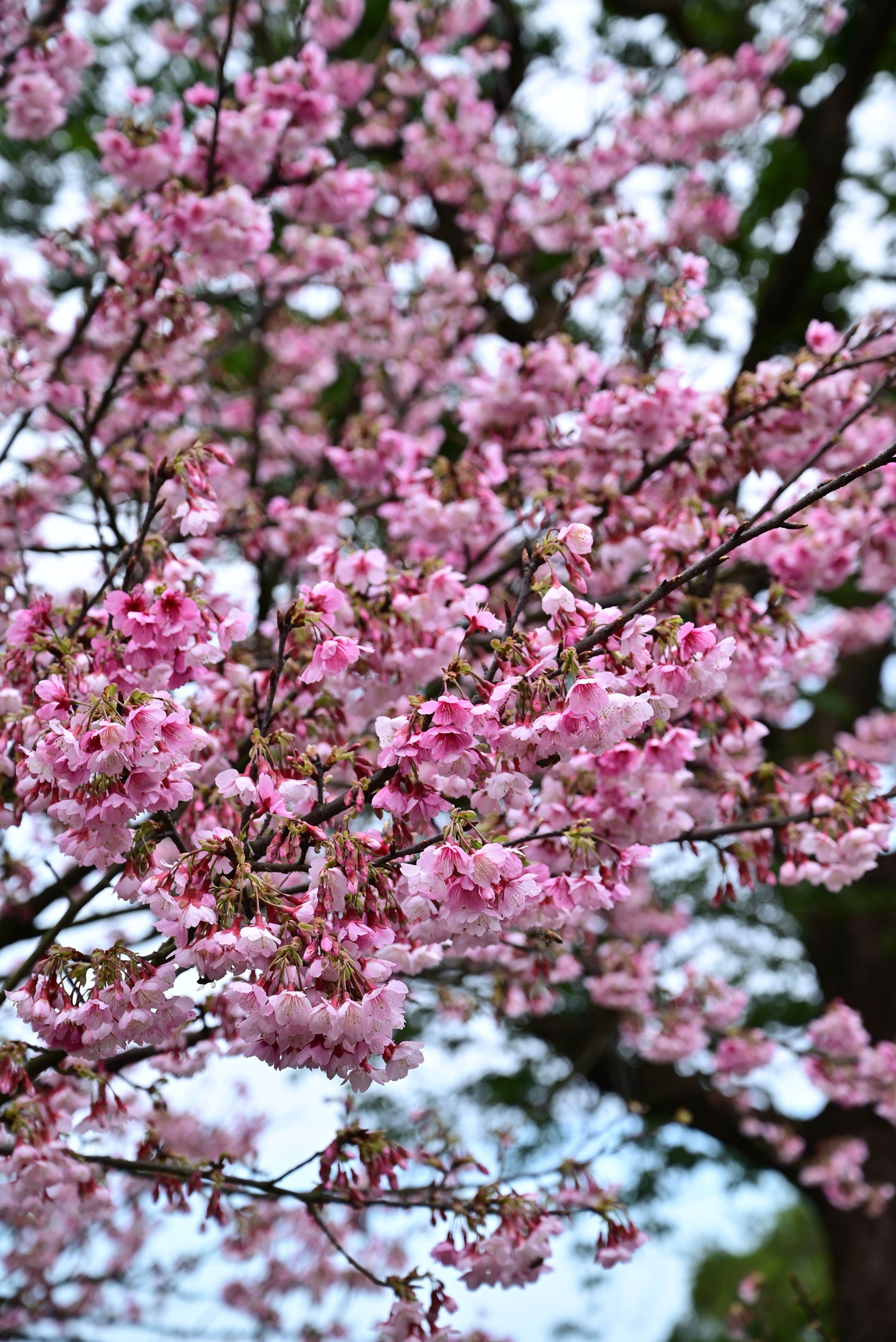Vibrant Cherry Blossom Tree in Full Bloom · Free Stock Photo