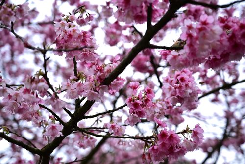 Free Beautiful cherry blossoms in full bloom on tree branches during spring. Stock Photo
