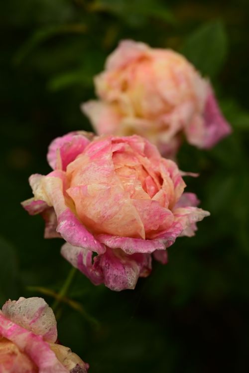 Free Beautiful close-up of pink roses blooming, showcasing delicate petals and soft natural lighting. Stock Photo