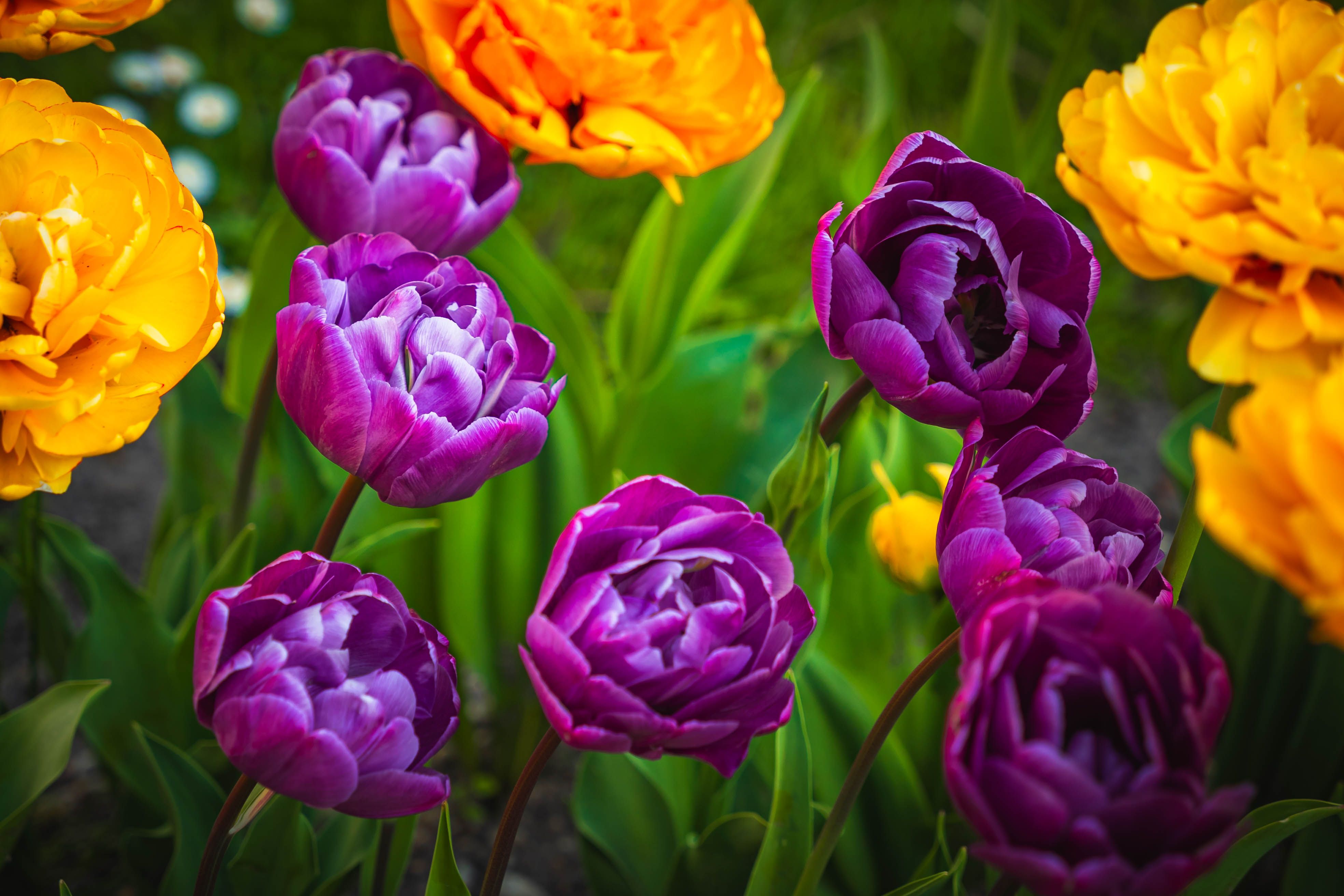 Colorful tulips in spring arrangement