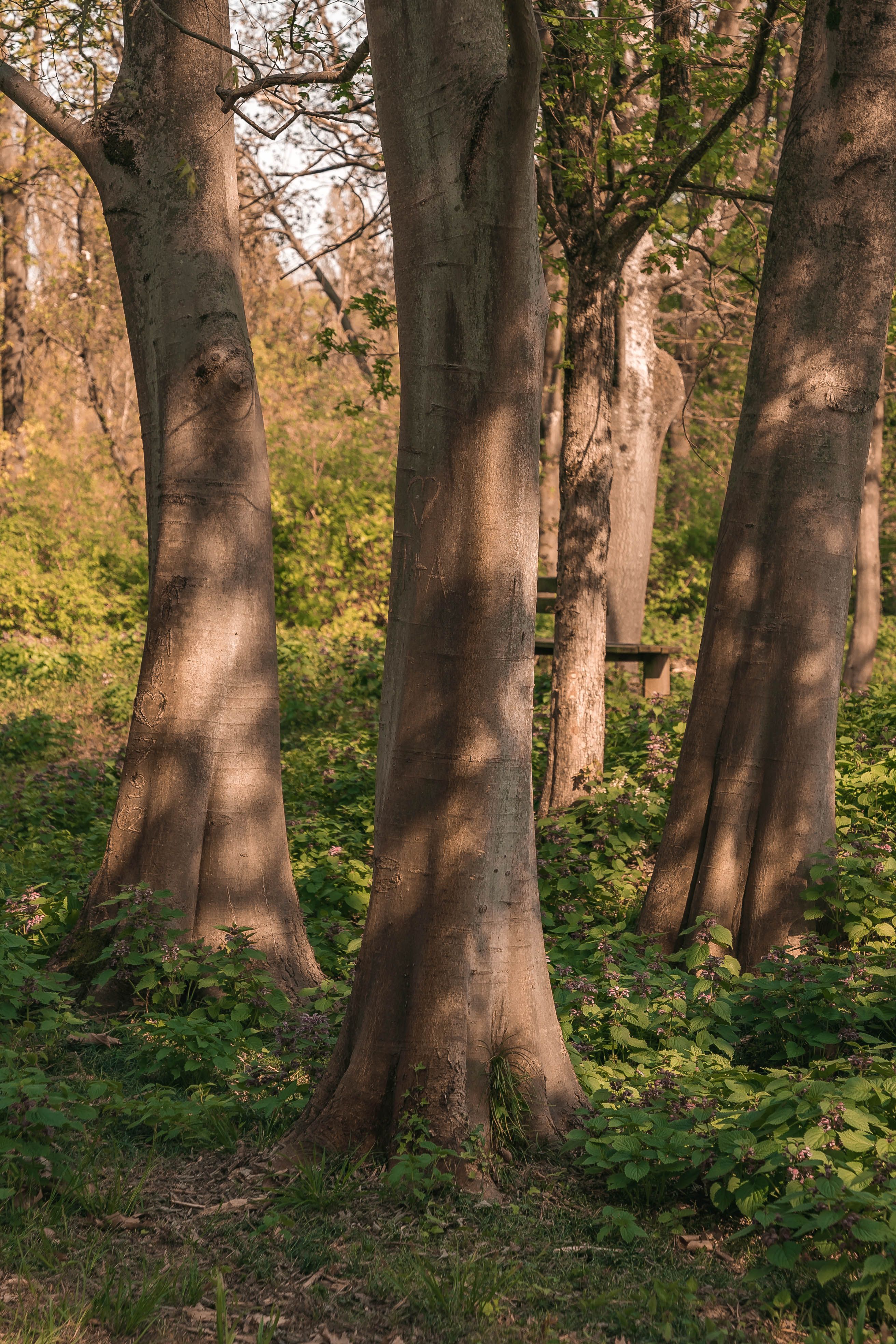 Serene Spring Forest with Tree Trunks in Light · Free Stock Photo