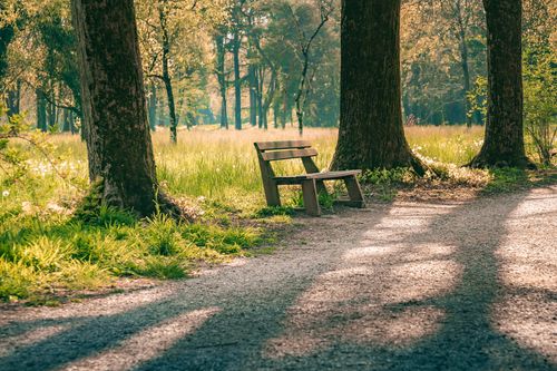 Free A peaceful wooden bench in a sunlit forest path, surrounded by lush spring foliage. Stock Photo