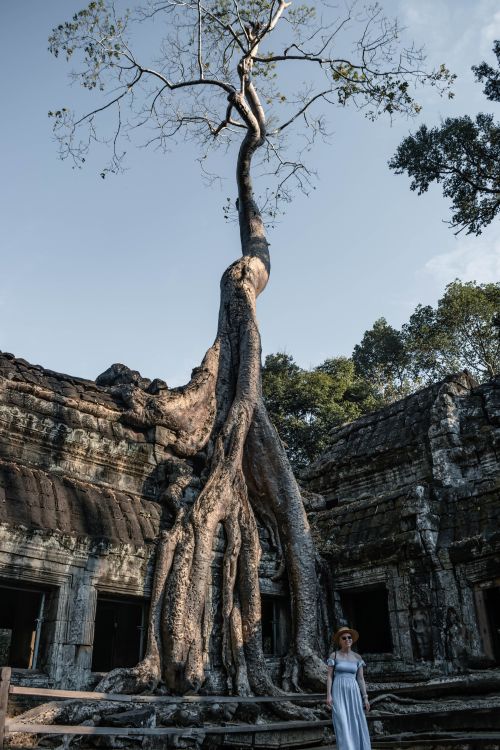 Ancient Temple with Enormous Tree in Cambodia · Free Stock Photo