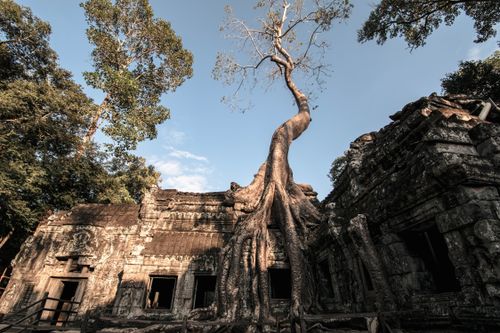 Free Ancient tree entwined with historic Ta Prohm ruins in Angkor, Cambodia Stock Photo