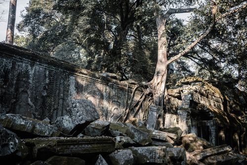 Free Historical temple ruins enveloped by tree roots in Siem Reap, Cambodia, showcasing nature's reclaiming power. Stock Photo