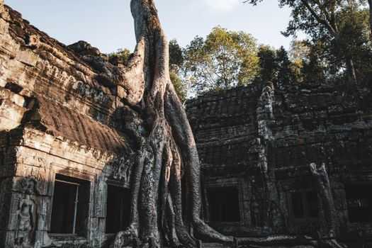 Majestic tree roots engulf ancient temple ruins in Angkor Wat, Cambodia.