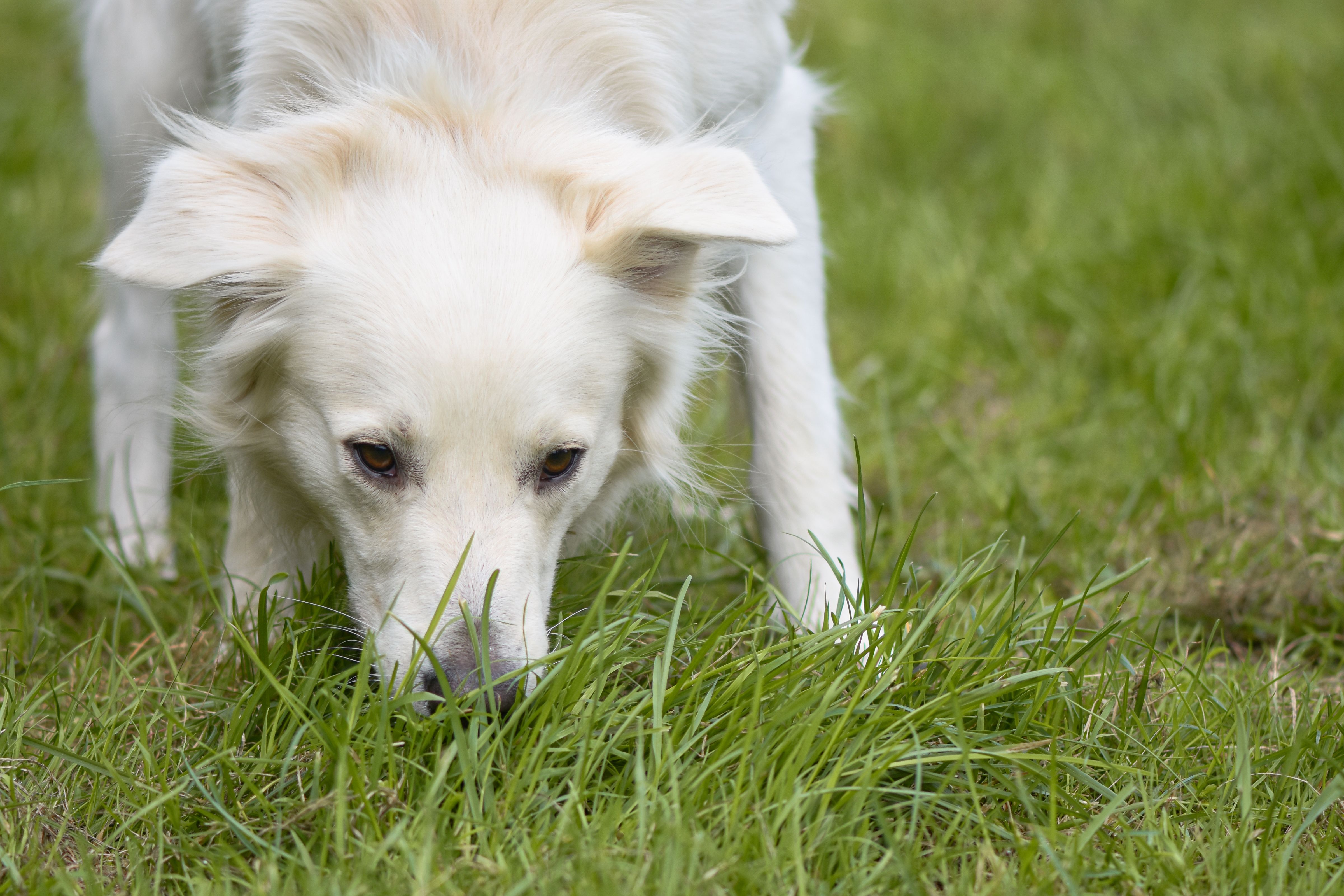 Close-up of dog's mouth eating fresh green grass shoots, showing texture and taste preference.