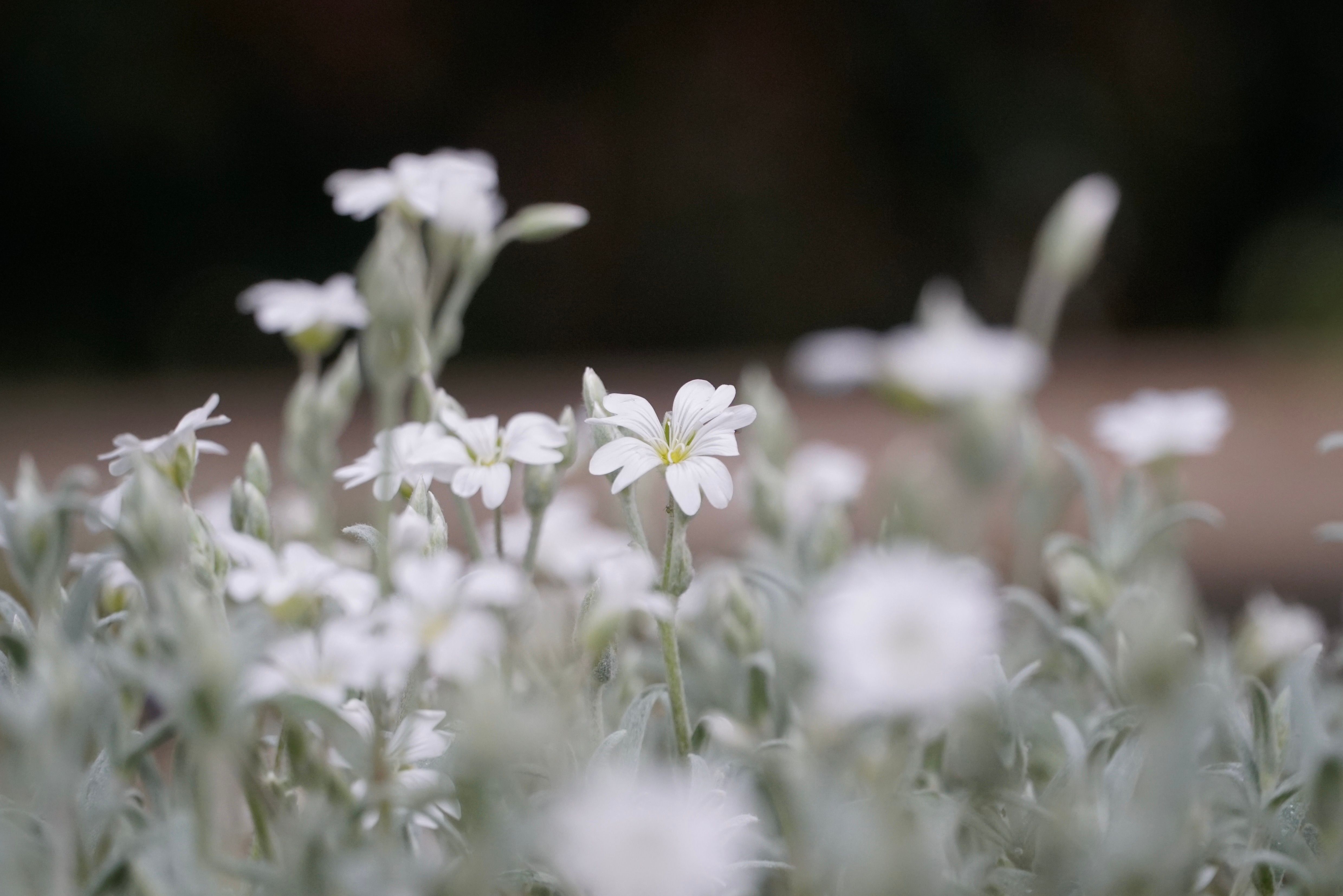 Close-up of White Flowers in Bloom · Free Stock Photo