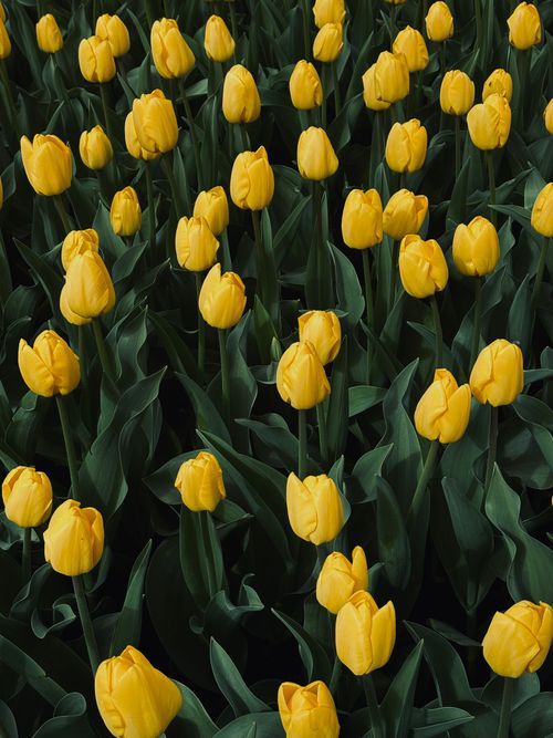 Free Bright yellow tulips in lush green foliage, capturing the essence of spring renewal. Stock Photo