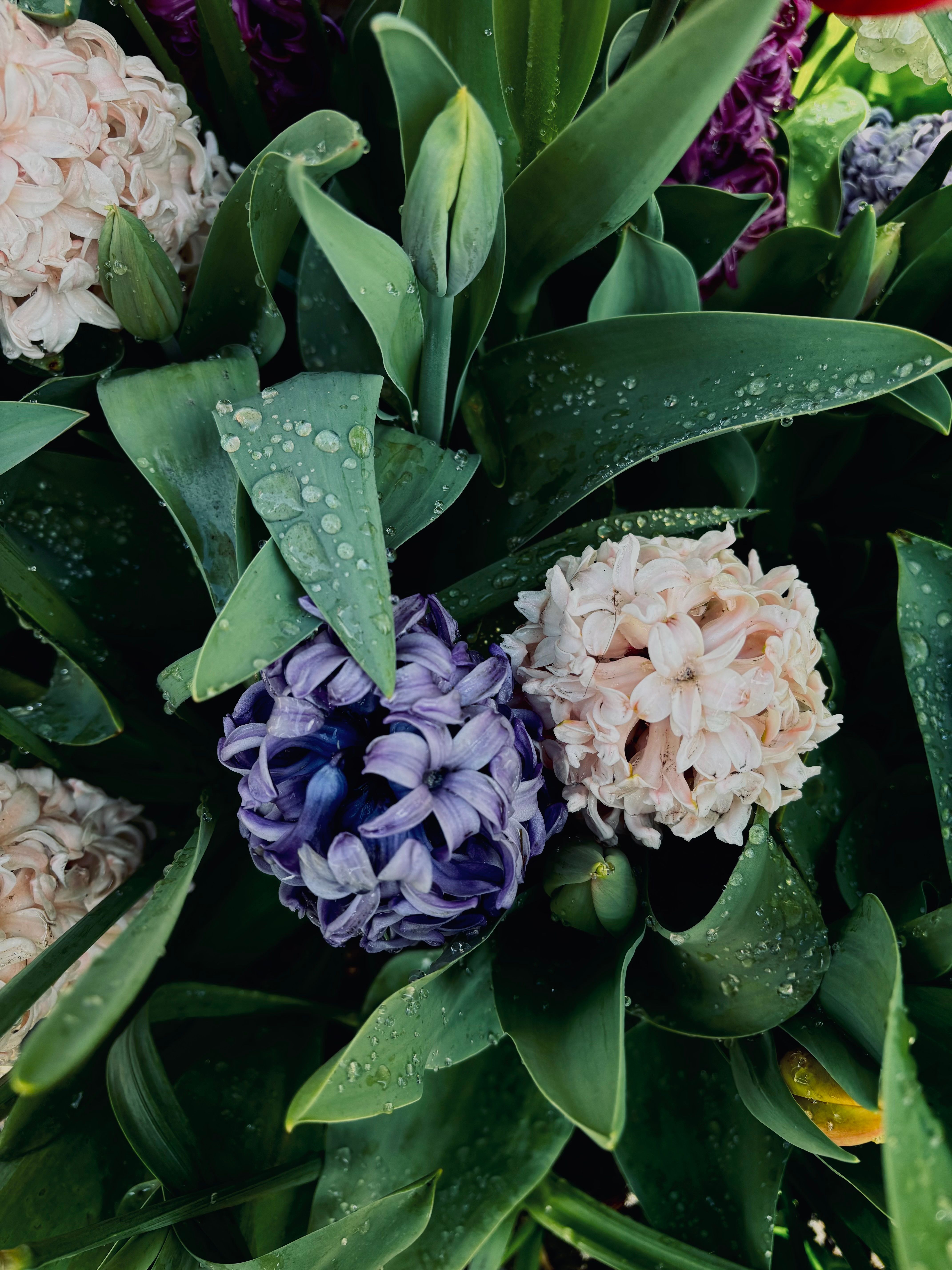 Fresh purple and pink hyacinths in bloom with dewdrops, capturing the essence of spring outdoors.
