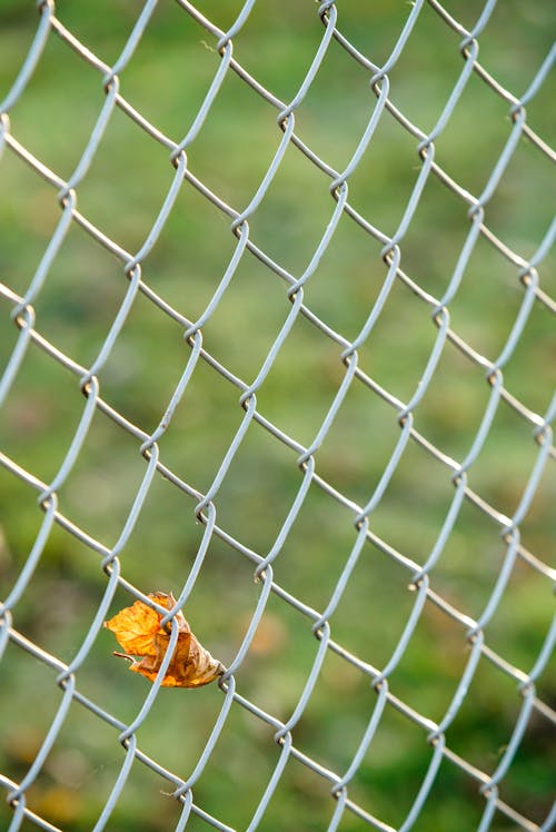 Free Dried Leaf on Chain-Link Fence Stock Photo