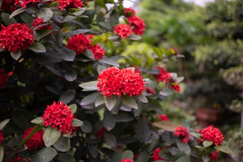 Free Beautiful close-up of red Ixora flowers in a lush, green garden setting. Stock Photo