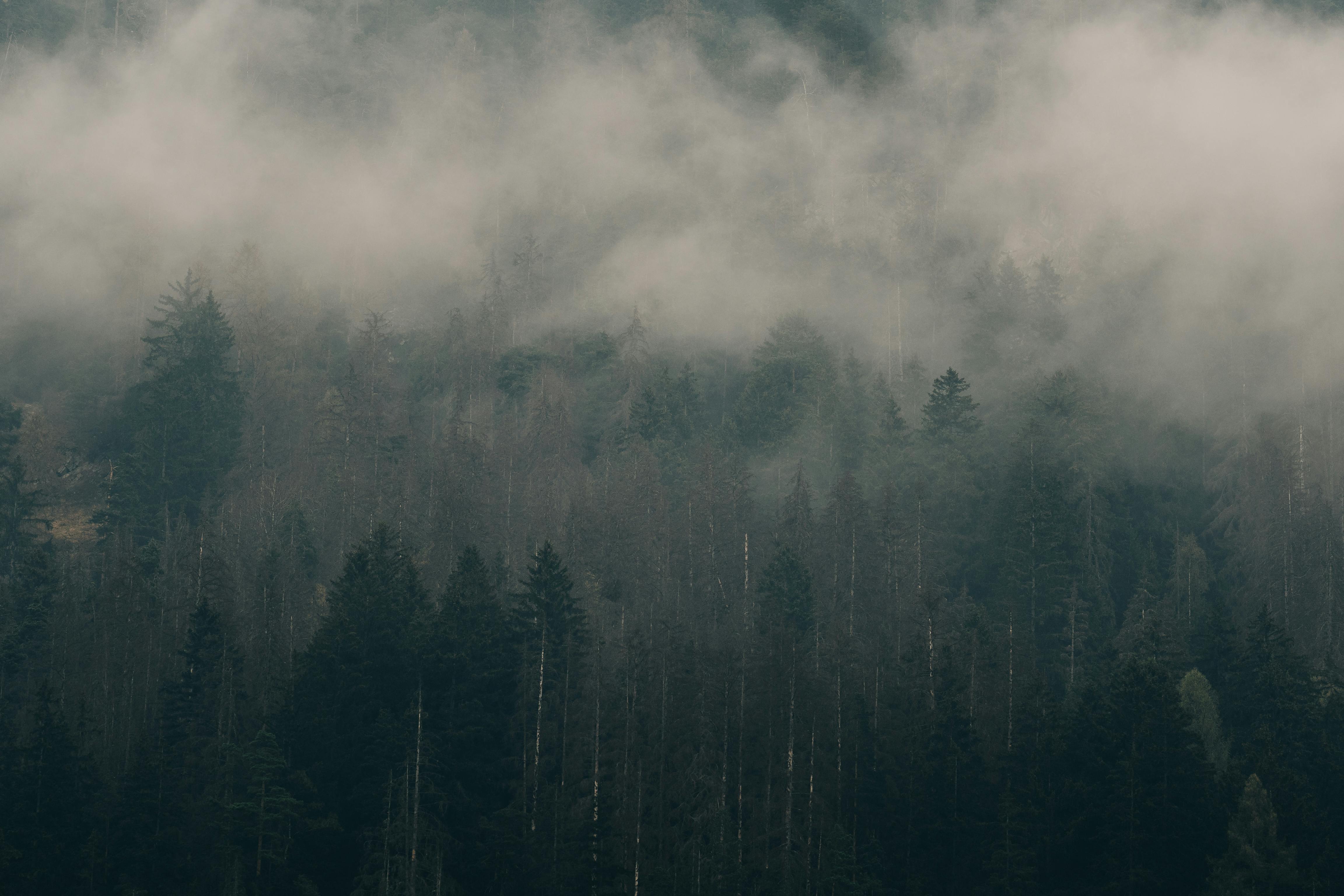 免費 陰鬱的森林，霧氣籠罩著常綠樹木，形成一幅自然景象。 圖庫相片