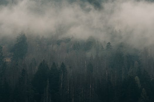Moody forest with mist covering the evergreen trees in a natural scene.