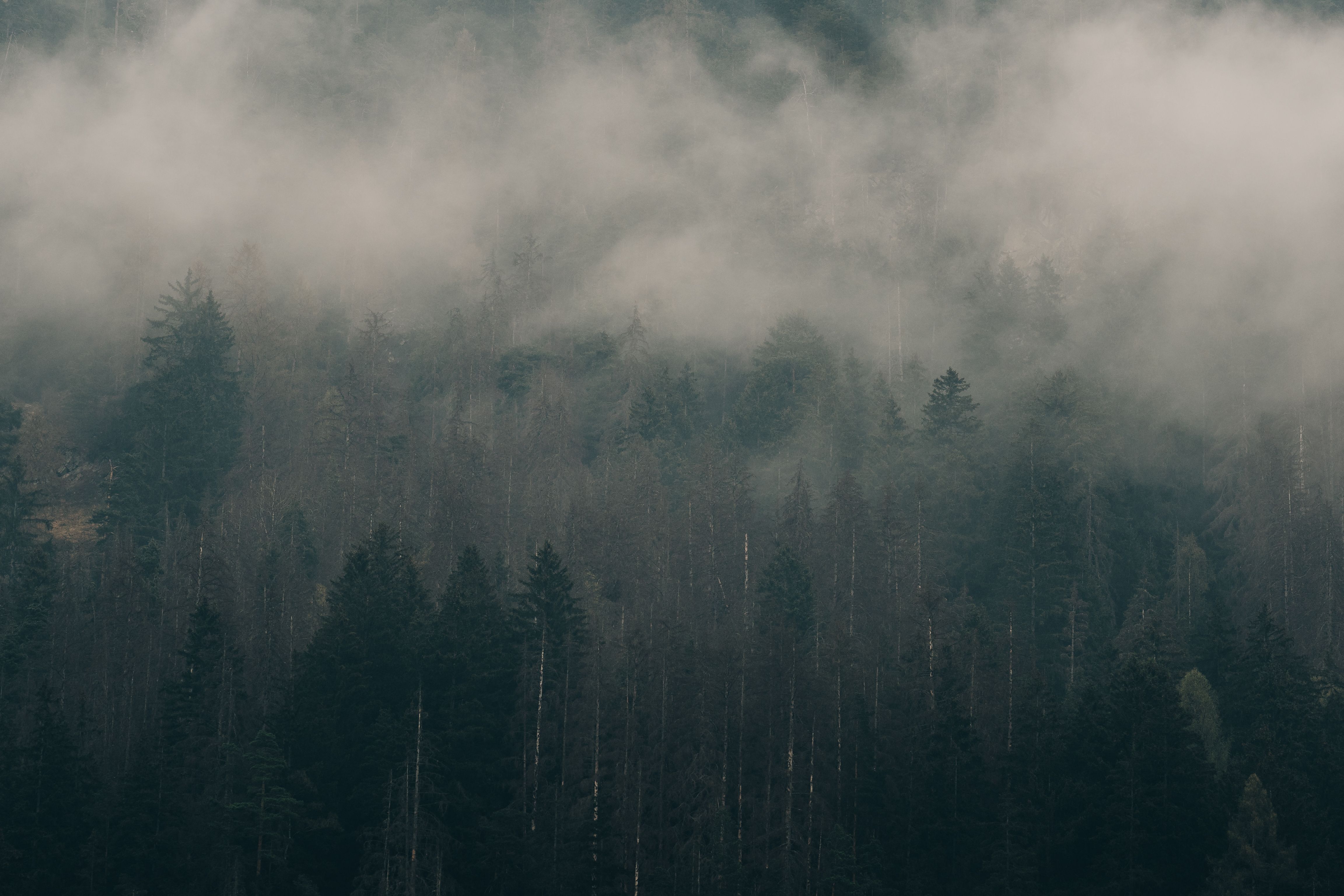 Misty Forest Landscape with Evergreen Trees · Free Stock Photo