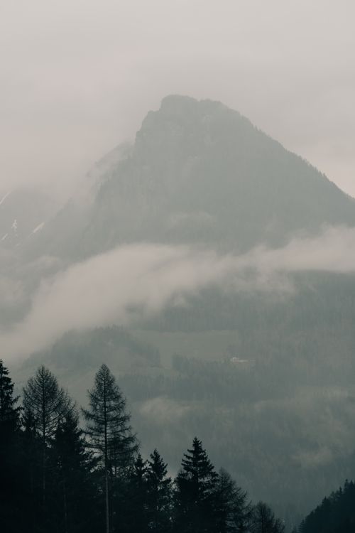 Free Serene mist-covered mountain view with dense pine forest in foreground. Stock Photo