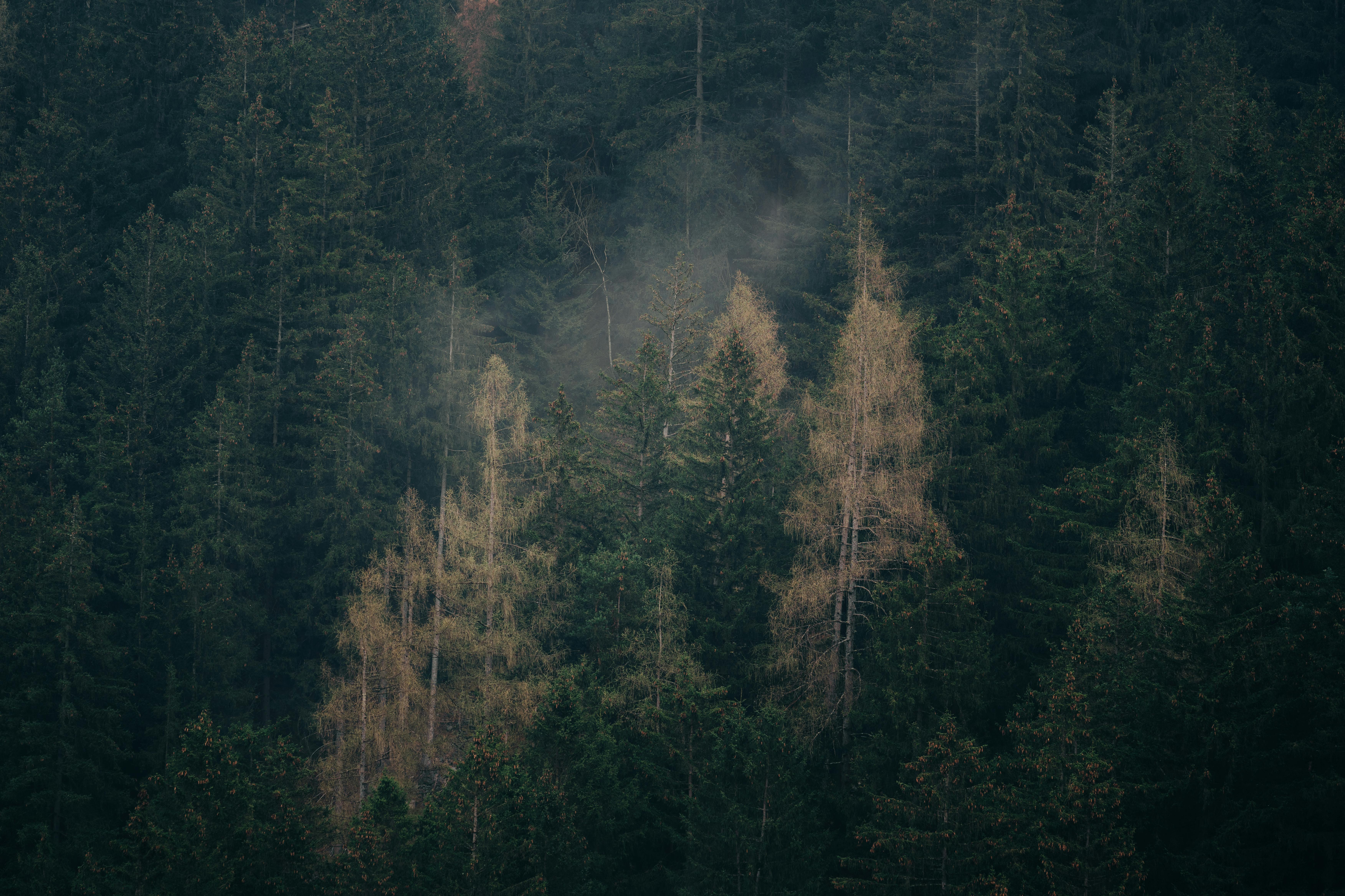 Free Explore the tranquil beauty of a misty, dense forest with tall evergreen trees and a serene atmosphere. Stock Photo