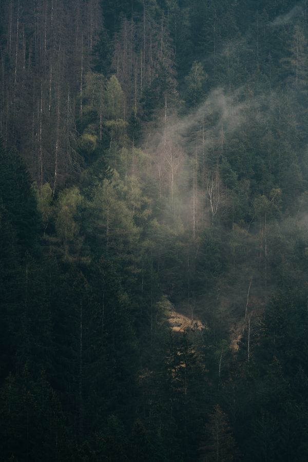 Misty forest canopy — source of fresh forest air