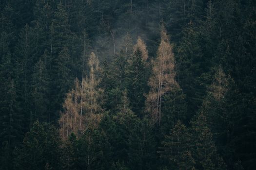 Serene forest scene with mist over lush green conifers creating a tranquil ambiance.