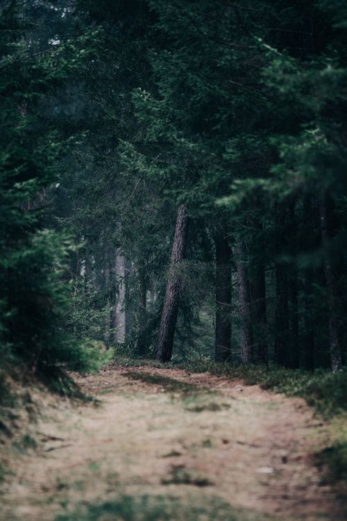 Free Peaceful forest path surrounded by lush trees, ideal for nature lovers and tranquility seekers. Stock Photo