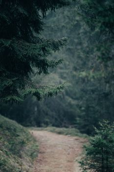 A tranquil forest path meandering through a dense, lush greenery, captured in a moody atmosphere.