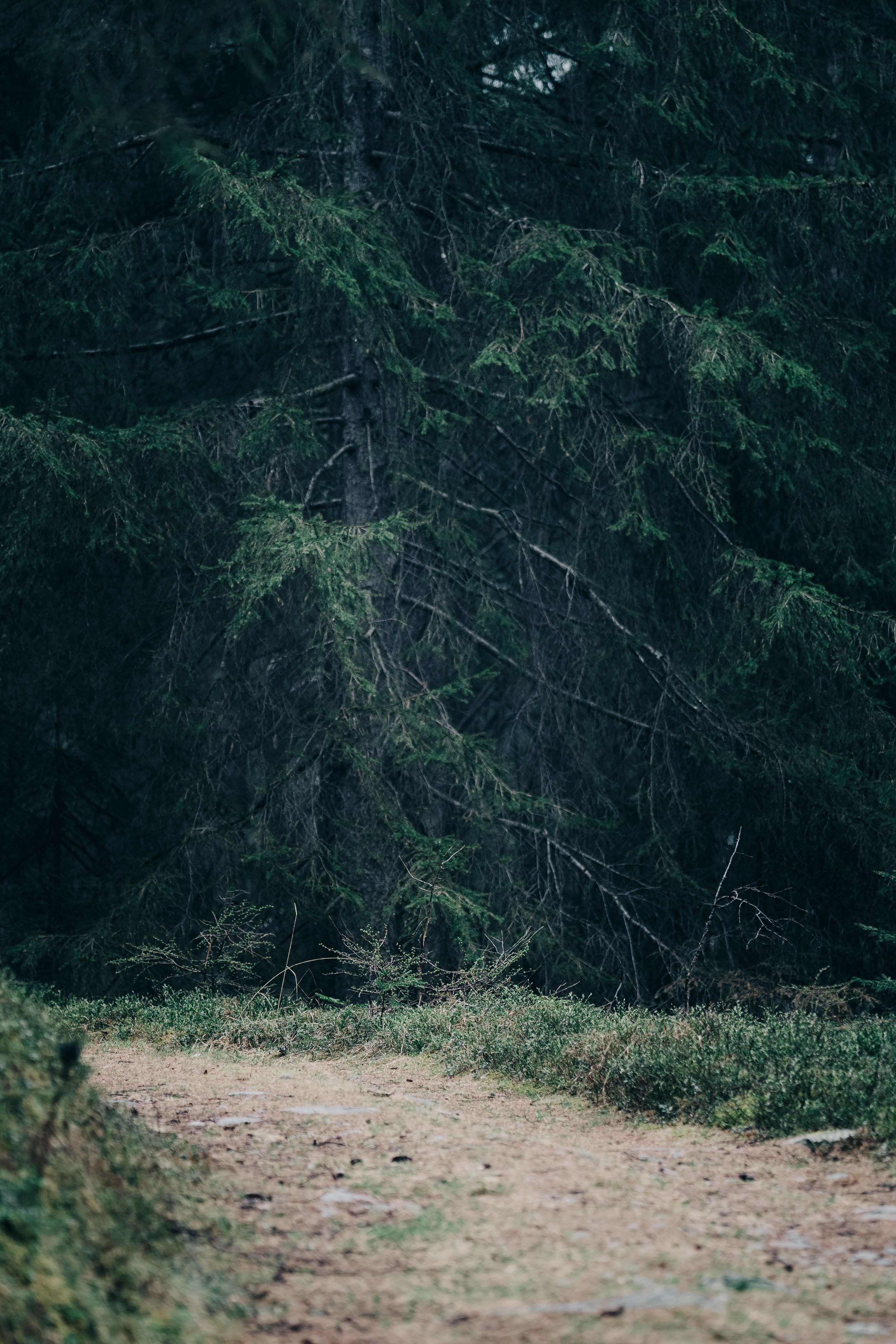 Serene Forest Pathway in Lush Pine Woods · Free Stock Photo