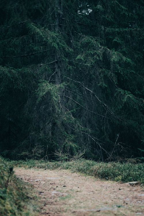 Free Tranquil forest pathway winding through dense, lush pine trees in a serene natural setting. Stock Photo