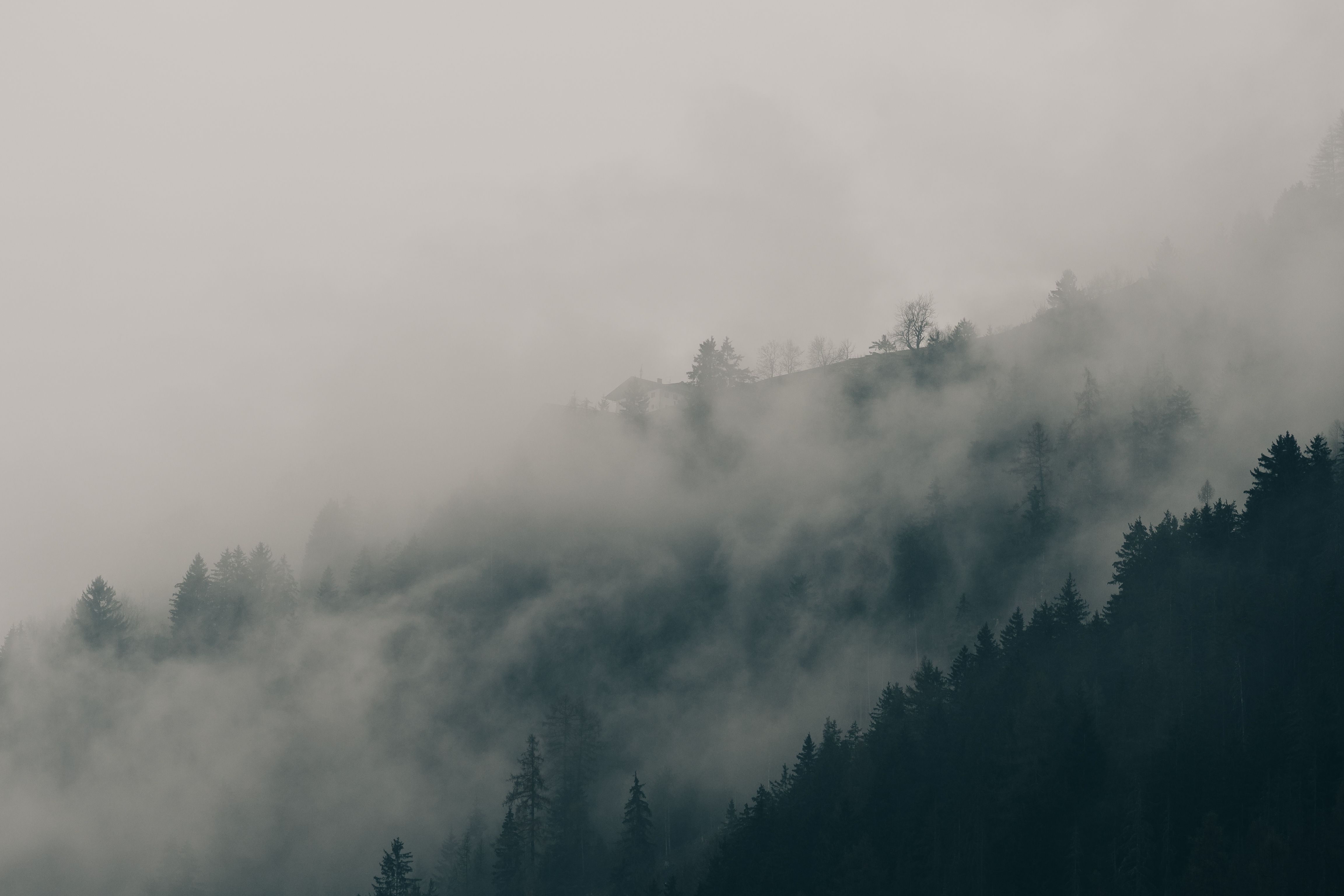 Serene Foggy Forest Landscape in Mist · Free Stock Photo
