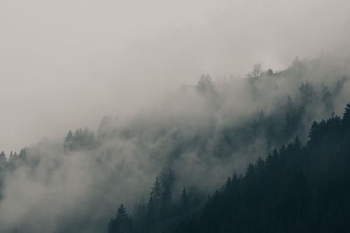 Free Moody and mysterious view of forest hills shrouded in thick fog, evoking calmness and mystery. Stock Photo