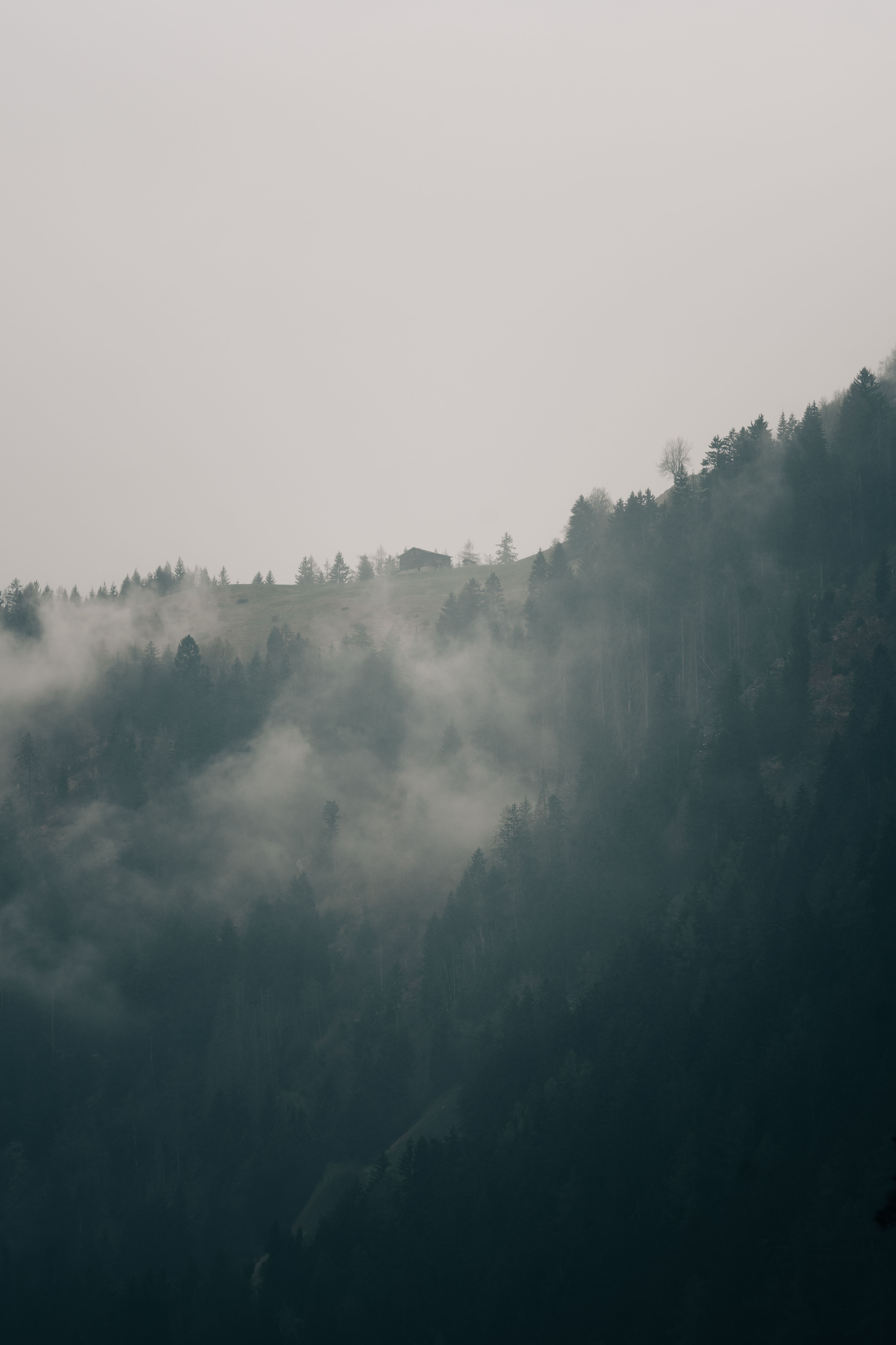Fotomural Una vista serena de una montaña forestal cubierta de niebla, creando una atmósfera melancólica.
