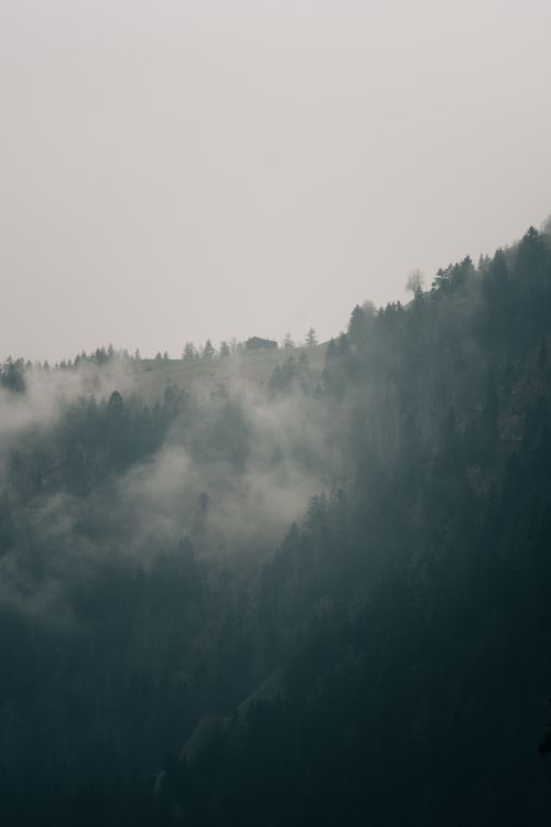 Forest in mist by eberhard grossgasteiger on Pexels