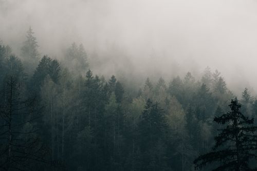 Free A serene misty forest landscape captured during early morning hours, showcasing a dense canopy shrouded in fog. Stock Photo